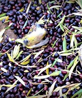 Two birds resting on a bed of freshly harvested olives and leaves. - Olive Oil Times