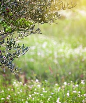Branch of an olive tree featuring green olives against a blurred background of grass and flowers. - Olive Oil Times