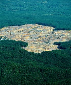 Aerial view of cleared agricultural land surrounded by dense green forest. - Olive Oil Times