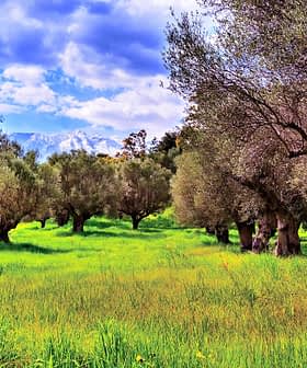 A grove of olive trees with green grass and a cloudy sky in the background. - Olive Oil Times