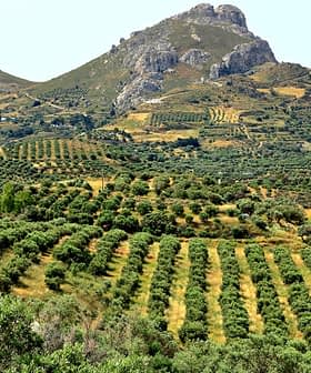 Expansive olive grove with neatly arranged trees and a mountain in the background. - Olive Oil Times
