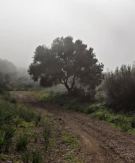 A solitary tree beside a dirt path surrounded by fog and greenery. - Olive Oil Times
