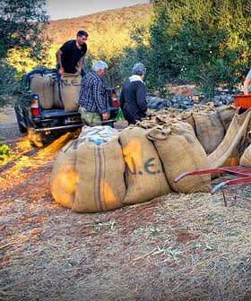 Workers loading large burlap sacks of olives onto a truck during the harvesting process. - Olive Oil Times