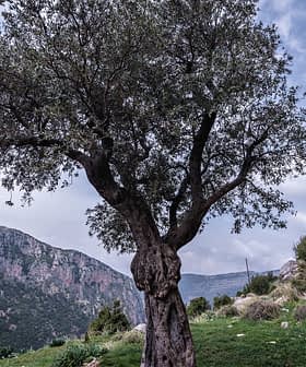 An olive tree with a twisted trunk situated in a mountainous area with rocky terrain. - Olive Oil Times