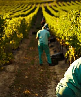 Workers harvesting grapes in a vineyard with rows of grapevines in the background. - Olive Oil Times