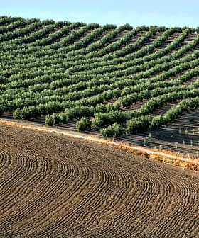 Rows of olive trees planted on a sloped field with tilled soil in the foreground. - Olive Oil Times