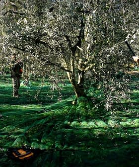 Three individuals harvesting olives from trees using handheld tools in an olive grove. - Olive Oil Times