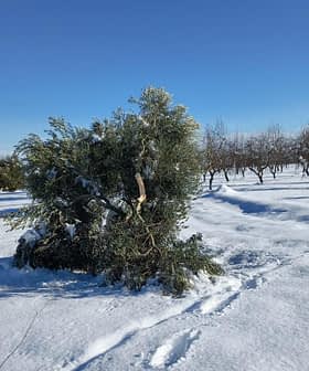 An olive tree partially covered in snow in a snowy field with other trees in the background. - Olive Oil Times