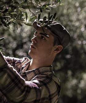 Young man in a cap picking olives from a tree during nighttime. - Olive Oil Times