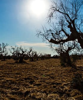 A landscape featuring several olive trees with bare branches under a clear blue sky and bright sun. - Olive Oil Times
