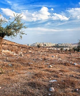 Two olive trees in a dry landscape with a distant view of buildings and clouds. - Olive Oil Times