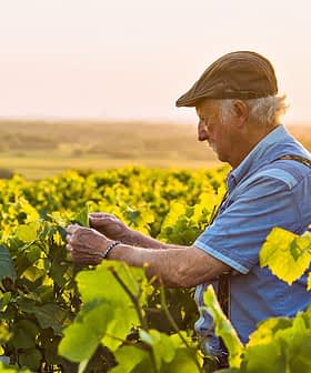 Elderly man wearing a cap and blue shirt tending to grapevines in a vineyard during sunset. - Olive Oil Times
