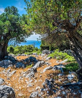Two olive trees growing amidst rocky terrain with a view of the sea in the background. - Olive Oil Times