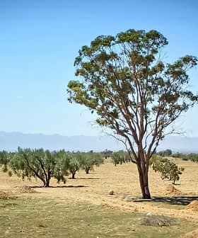 A solitary eucalyptus tree standing in an open landscape with sparse vegetation and distant mountains. - Olive Oil Times