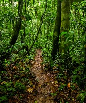 Narrow dirt pathway winding through a dense green jungle with tall trees and foliage. - Olive Oil Times