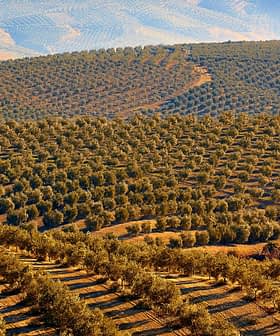 Aerial view of a large olive grove with rows of olive trees on rolling hills. - Olive Oil Times