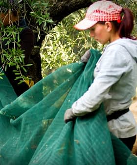 Two workers gathering olives under an olive tree using green nets to collect fallen olives. - Olive Oil Times