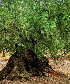 An olive tree featuring a thick trunk and lush green leaves in a natural setting. - Olive Oil Times