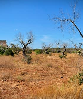 A panoramic view of a dry landscape featuring leafless trees and sparse vegetation under a clear blue sky. - Olive Oil Times
