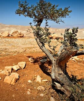 A twisted olive tree with a gnarled trunk in a dry, rocky landscape. - Olive Oil Times