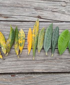 A row of leaves in various colors and conditions arranged on a wooden surface. - Olive Oil Times