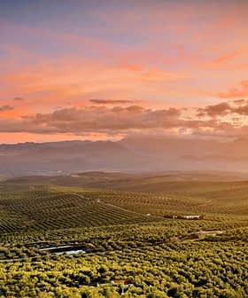 Aerial view of an expansive olive grove landscape under a colorful sunset sky. - Olive Oil Times