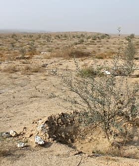 An olive tree growing in a dry, arid landscape with sparse vegetation and rocky soil. - Olive Oil Times