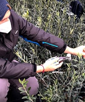Individual wearing a mask and hat measuring the growth of an olive plant in a nursery. - Olive Oil Times