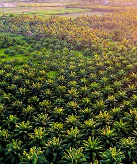 Aerial view of a lush palm oil plantation with dense green foliage and organized rows of palm trees. - Olive Oil Times