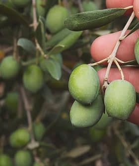 A hand holding a cluster of green olives on a branch with leaves. - Olive Oil Times