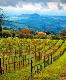 Vast vineyard landscape featuring neatly arranged rows of grapevines on a hillside. - Olive Oil Times