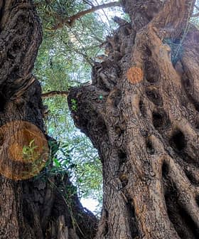 Close-up view of an ancient olive tree with twisted and gnarled bark and hollowed sections. - Olive Oil Times