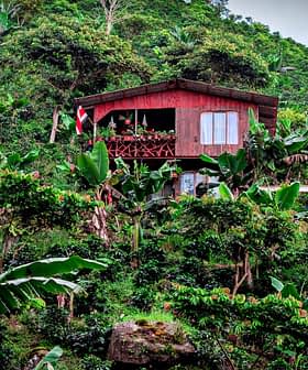 A wooden house on a hillside, surrounded by lush green plants and trees. - Olive Oil Times