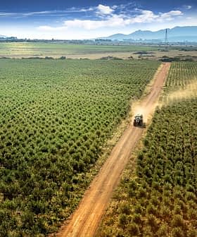 A tractor driving along a dirt road through a green field with rows of crops. - Olive Oil Times
