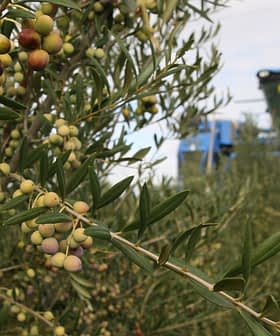 Olive branches with green and purple olives, with a harvesting machine visible in the background. - Olive Oil Times