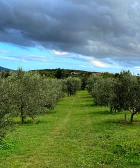 A view of an olive grove featuring rows of olive trees under a cloudy sky. - Olive Oil Times