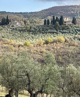 Olive trees in a landscape with rolling hills and a distant villa in Tuscany. - Olive Oil Times