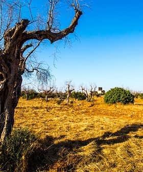 A landscape featuring barren olive trees in a dry field under a clear blue sky. - Olive Oil Times
