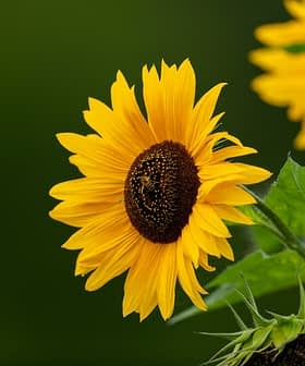 Close-up of a sunflower with bright yellow petals and a dark center, featuring green leaves. - Olive Oil Times