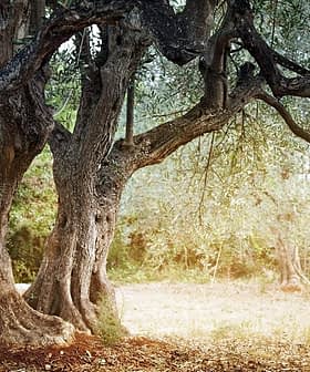 Two olive trees with thick trunks and sprawling branches in a natural environment. - Olive Oil Times