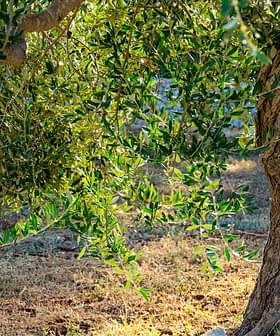 An olive tree with lush green leaves and a textured trunk in a natural setting. - Olive Oil Times