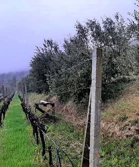 Rows of olive trees and grapevines in a foggy landscape with green grass. - Olive Oil Times