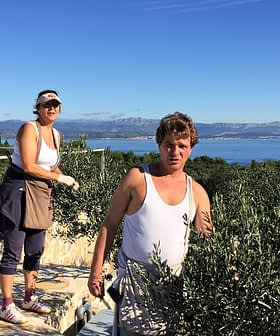 Two individuals harvesting olives from trees in a coastal area with a view of the sea. - Olive Oil Times