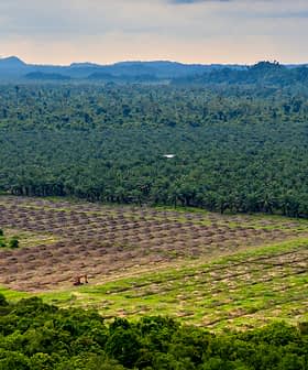 Aerial view of agricultural land featuring rows of palm trees and cleared sections of land. - Olive Oil Times
