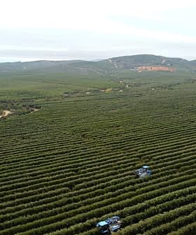 Aerial view of a vast olive orchard with two tractors working among the rows of trees. - Olive Oil Times