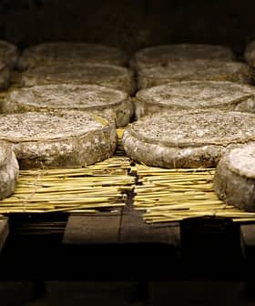 Several rounds of cheese resting on straw matting in a storage area. - Olive Oil Times