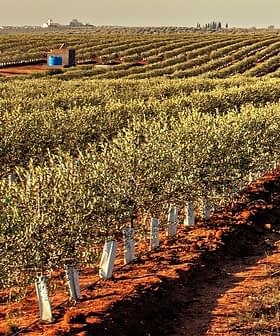 Rows of olive trees in a cultivated field with a small building in the background. - Olive Oil Times