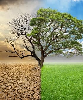 A split image showing a barren landscape on one side and a green, lush landscape on the other with a tree in the center. - Olive Oil Times