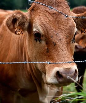 Close-up of a brown cow with ear tags standing near a barbed wire fence. - Olive Oil Times