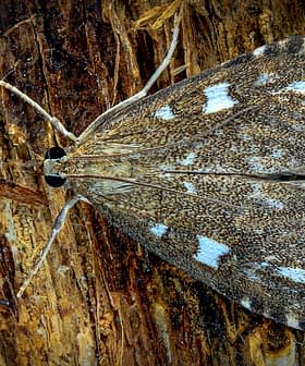 A moth with brown and white patterns resting on textured tree bark. - Olive Oil Times